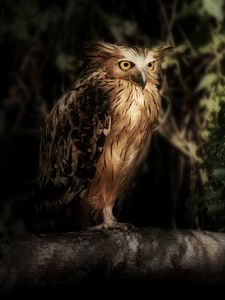 Preview wallpaper eagle owl, owl, bird, wildlife, feathers