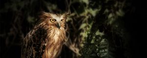 Preview wallpaper eagle owl, owl, bird, wildlife, feathers