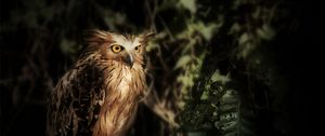 Preview wallpaper eagle owl, owl, bird, wildlife, feathers
