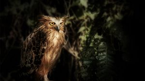 Preview wallpaper eagle owl, owl, bird, wildlife, feathers