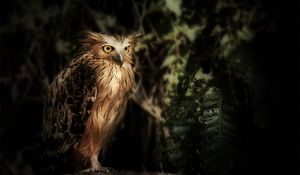 Preview wallpaper eagle owl, owl, bird, wildlife, feathers