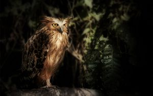 Preview wallpaper eagle owl, owl, bird, wildlife, feathers