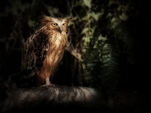 Preview wallpaper eagle owl, owl, bird, wildlife, feathers