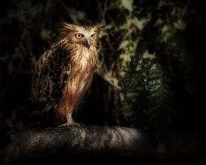 Preview wallpaper eagle owl, owl, bird, wildlife, feathers