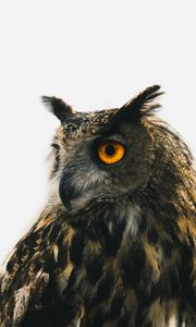 Preview wallpaper eagle owl, owl, predator, bird, beak, eyes