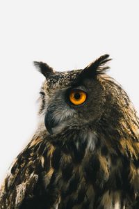 Preview wallpaper eagle owl, owl, predator, bird, beak, eyes