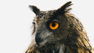 Preview wallpaper eagle owl, owl, predator, bird, beak, eyes