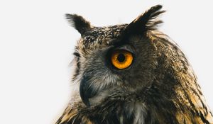 Preview wallpaper eagle owl, owl, predator, bird, beak, eyes