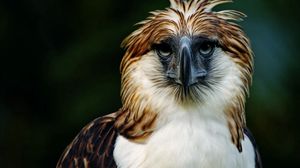 Preview wallpaper eagle, philippines, bird, head, feathers, beak, carnivore