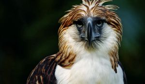 Preview wallpaper eagle, philippines, bird, head, feathers, beak, carnivore