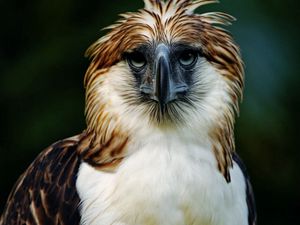 Preview wallpaper eagle, philippines, bird, head, feathers, beak, carnivore