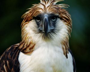 Preview wallpaper eagle, philippines, bird, head, feathers, beak, carnivore