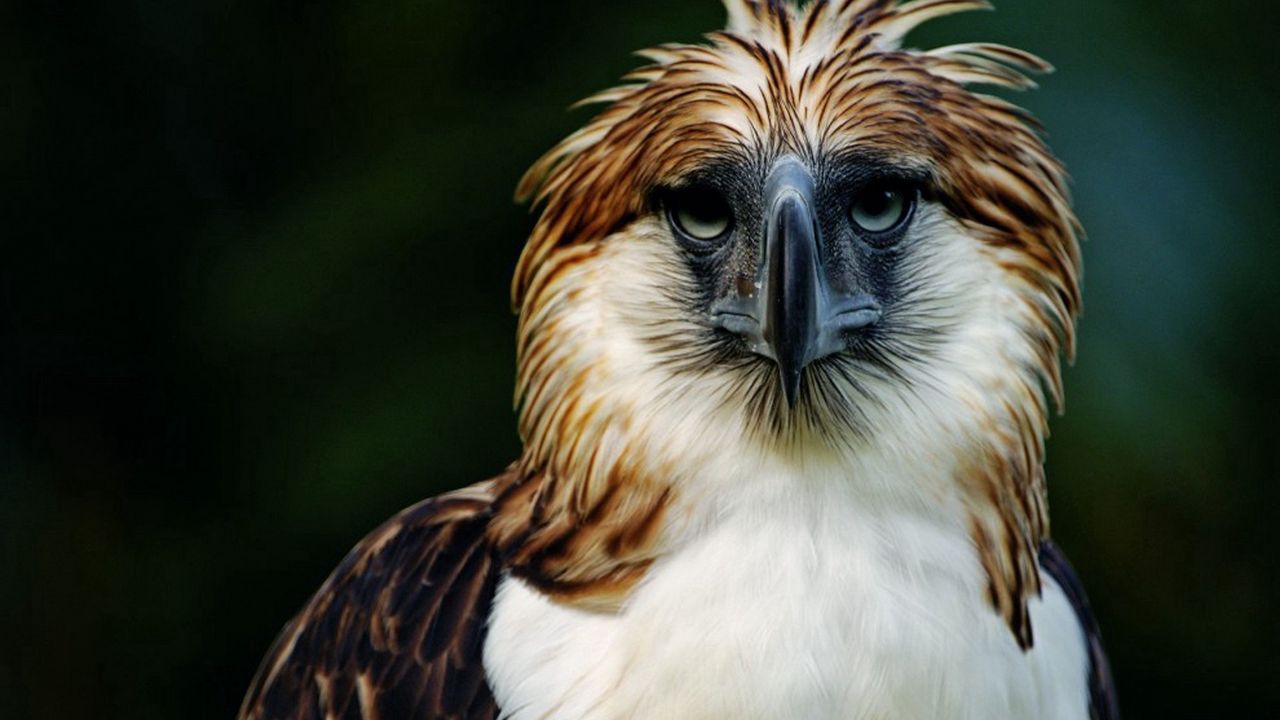 Wallpaper eagle, philippines, bird, head, feathers, beak, carnivore hd ...