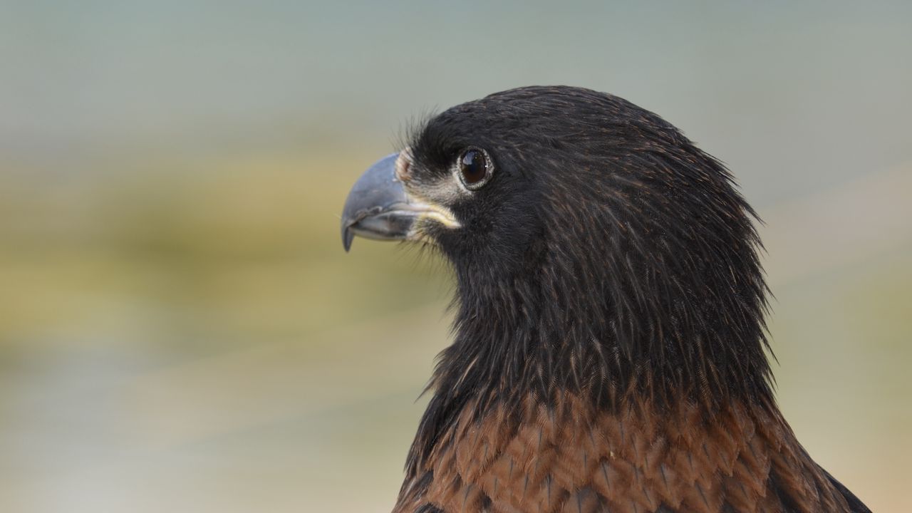 Wallpaper eagle, predator, beak, feathers