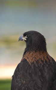 Preview wallpaper eagle, predator, beak, feathers