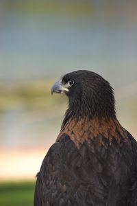 Preview wallpaper eagle, predator, beak, feathers