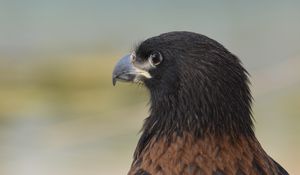 Preview wallpaper eagle, predator, beak, feathers