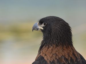 Preview wallpaper eagle, predator, beak, feathers