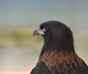 Preview wallpaper eagle, predator, beak, feathers