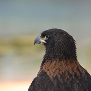 Preview wallpaper eagle, predator, beak, feathers