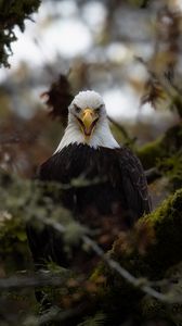 Preview wallpaper eagle, predator, bird, tree, nature