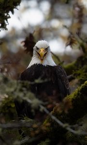 Preview wallpaper eagle, predator, bird, tree, nature