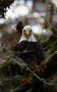 Preview wallpaper eagle, predator, bird, tree, nature