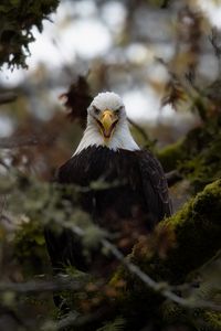 Preview wallpaper eagle, predator, bird, tree, nature