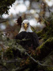 Preview wallpaper eagle, predator, bird, tree, nature