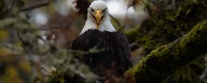 Preview wallpaper eagle, predator, bird, tree, nature