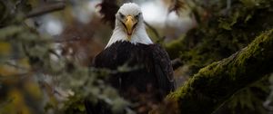 Preview wallpaper eagle, predator, bird, tree, nature