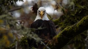 Preview wallpaper eagle, predator, bird, tree, nature