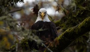 Preview wallpaper eagle, predator, bird, tree, nature