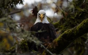 Preview wallpaper eagle, predator, bird, tree, nature