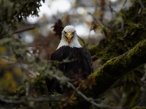 Preview wallpaper eagle, predator, bird, tree, nature