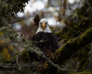 Preview wallpaper eagle, predator, bird, tree, nature