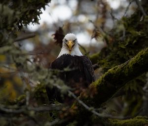 Preview wallpaper eagle, predator, bird, tree, nature