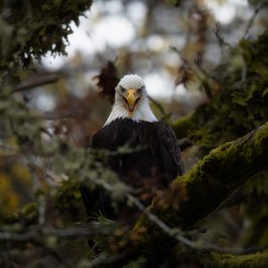 Preview wallpaper eagle, predator, bird, tree, nature