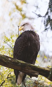 Preview wallpaper eagle, predator, bird, wings, feathers