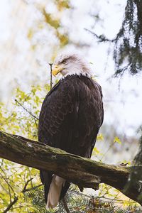 Preview wallpaper eagle, predator, bird, wings, feathers