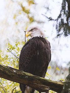 Preview wallpaper eagle, predator, bird, wings, feathers