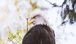 Preview wallpaper eagle, predator, bird, wings, feathers