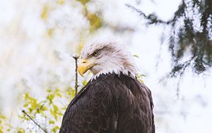 Preview wallpaper eagle, predator, bird, wings, feathers