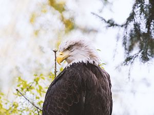 Preview wallpaper eagle, predator, bird, wings, feathers