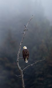 Preview wallpaper eagle, predator, bird, branch, focus