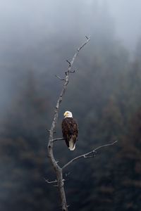 Preview wallpaper eagle, predator, bird, branch, focus