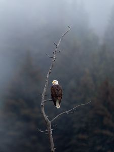 Preview wallpaper eagle, predator, bird, branch, focus