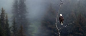 Preview wallpaper eagle, predator, bird, branch, focus
