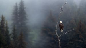 Preview wallpaper eagle, predator, bird, branch, focus