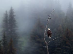 Preview wallpaper eagle, predator, bird, branch, focus